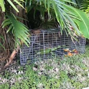 1-iguana-trapping-Services-300x300 (1)