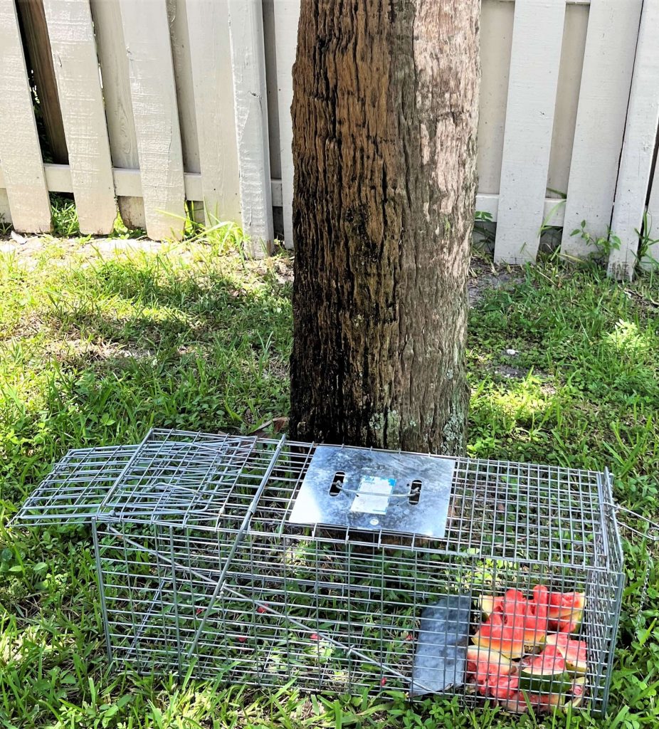 IGUANA TRAPPING SERVICES South Florida