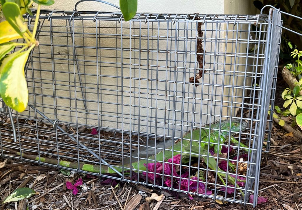 IGUANA TRAPPING SERVICES South Florida