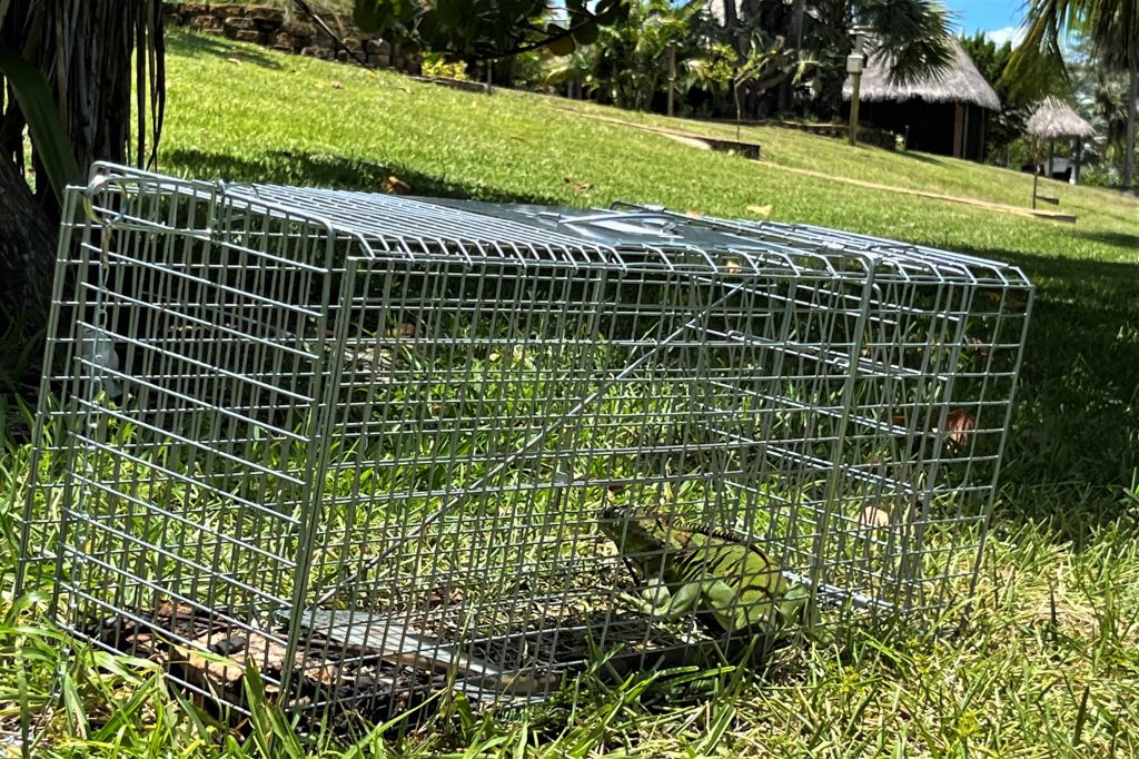 IGUANA TRAPPING SERVICES South Florida