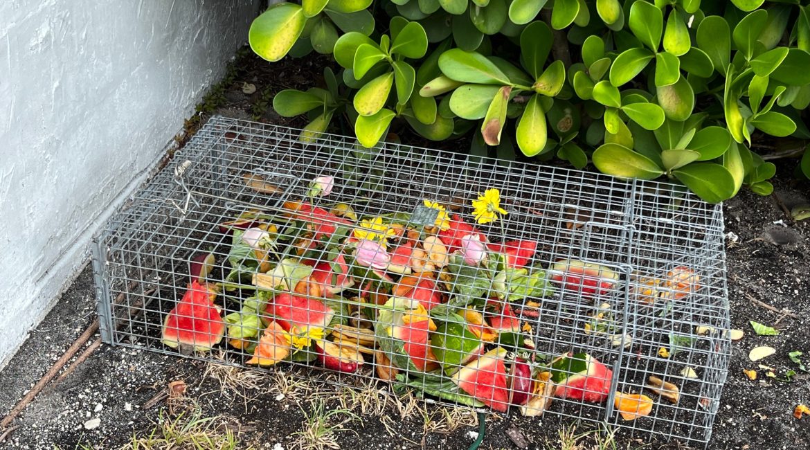 Iguana trap off Bavview Dr. Fort Lauderdale shown baited with watermelon, fruits & flowers.