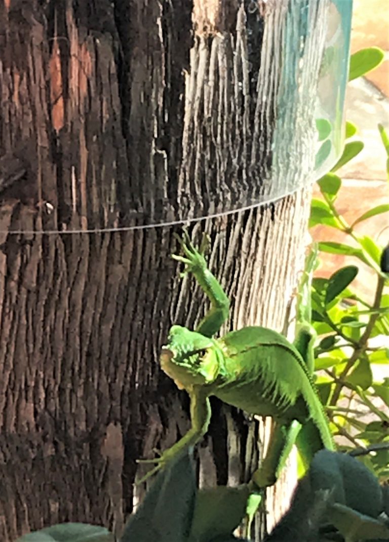 Tree Wrap Stops Angry Iguana from Climbing Trees