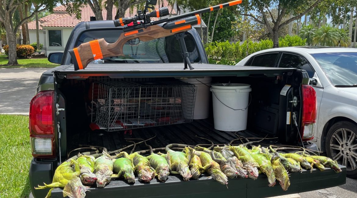 Iguana Exterminators displays truck tailgate covered with iguanas removed from Boca HOA using Benjamin Kratos .25.