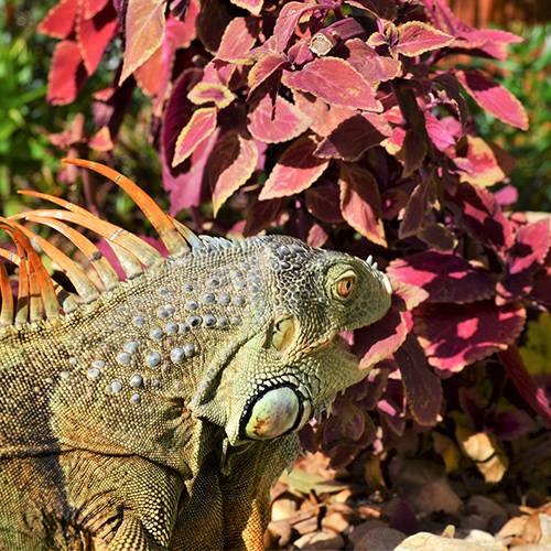 Iguana-Eating-Flowerbed-Favorites