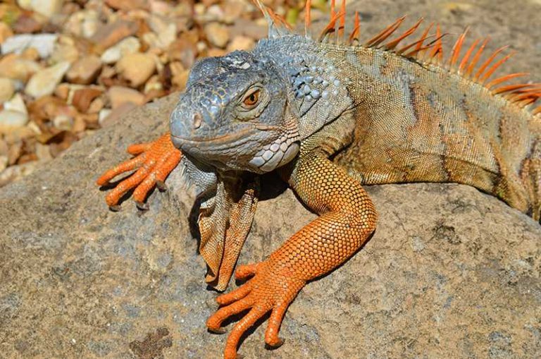 Orange-Male-Iguana-on-Rock