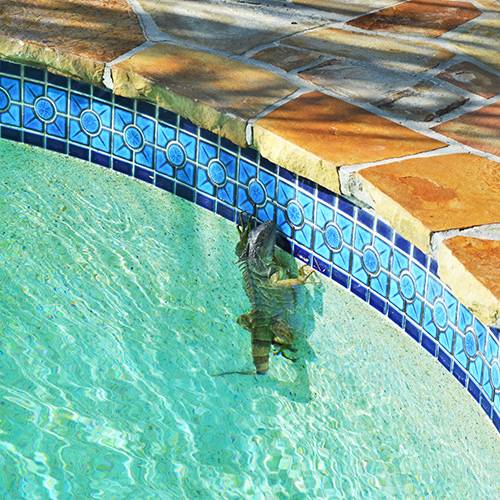 Pool-Invading-Iguana-Surfacing-for-Air-2