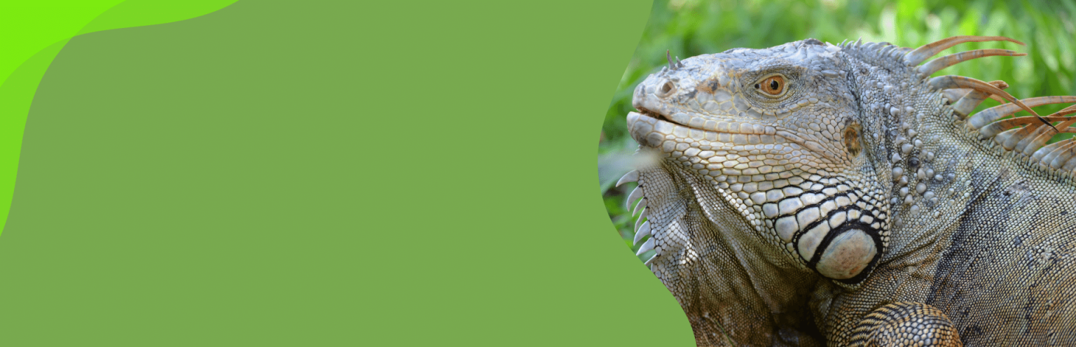 Services - Iguana Removal and Extermination