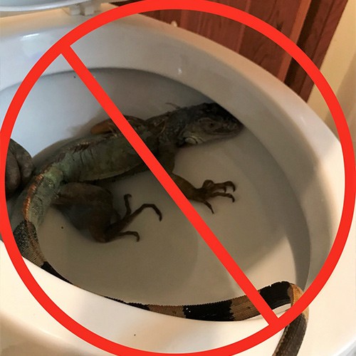 Stop-Floridas-Iguana-Toilet-Invasion