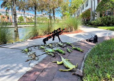 Iguana Removal Near Me - Facts and Features of Iguanas in the Area