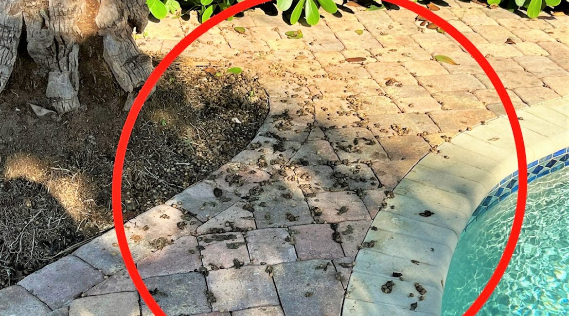Iguana Exterminators' photo of significant accumulations of iguana feces/droppings into and around Pompano Beach residential pool illustrating the need for effective iguana control.