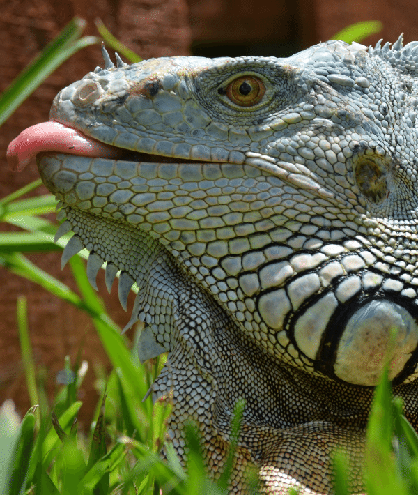 image of adult iguana
