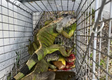 Iguana Trapping