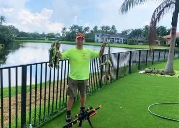 Iguana Removal Near Me