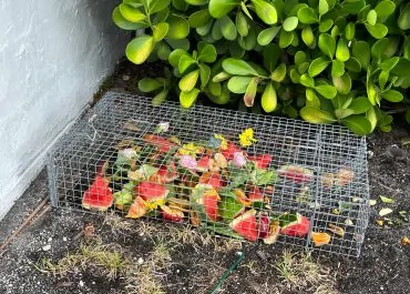 Iguana Trapping