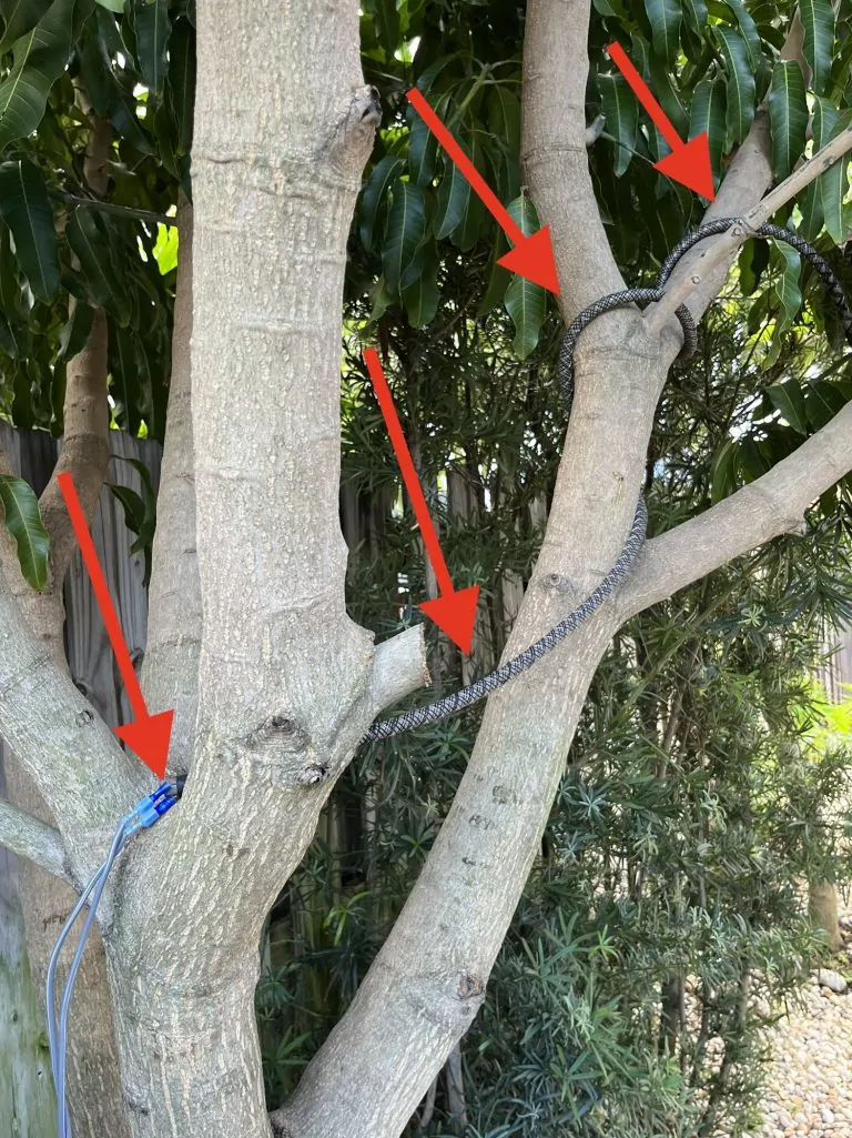IGUANA CONTROL PAGE PHOTO 25