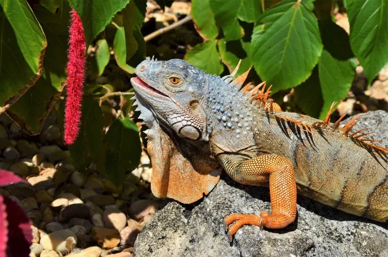 IGUANA CONTROL PAGE PHOTO 4 ALTERNATE