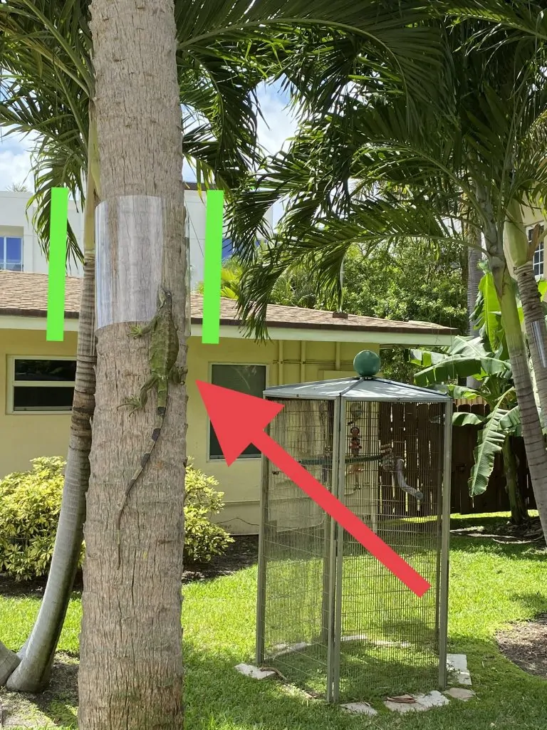 IGUANA CONTROL PAGE PHOTO 7