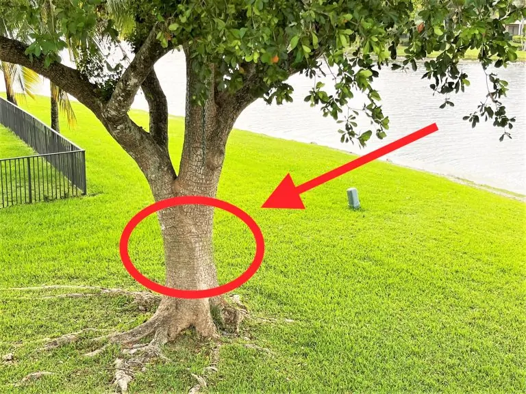 IGUANA CONTROL PAGE PHOTO 9