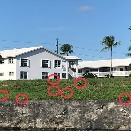 Iguana-Infested-Canal-Seawall (1)