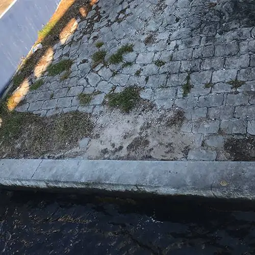 Stop-Florida-Marine-Iguana-Invasion
