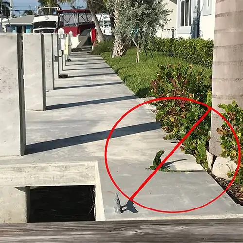 Stop-Iguana-Dock-Invasion (1)