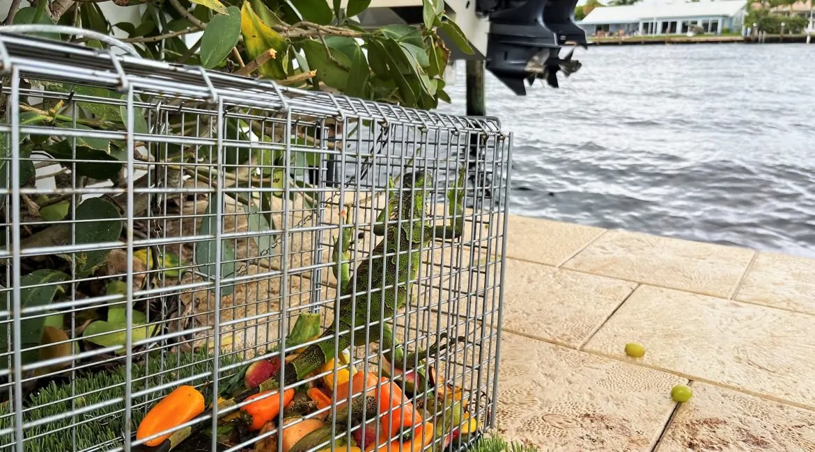 Iguana Trapping Green Iguana Caught Inside Trap Fort Lauderdale Intercoastal. October 2022.